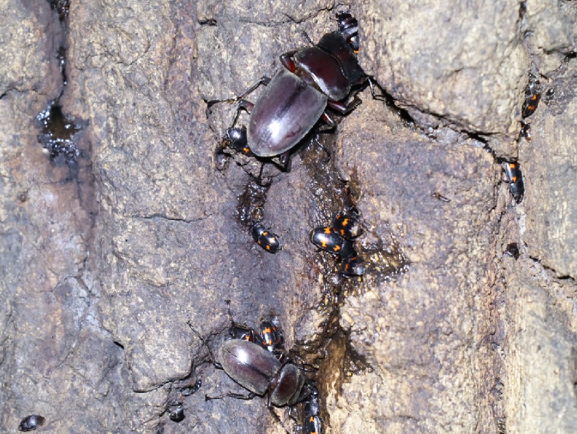 コクワガタ2♂_No5のクヌギ_クワガタ達のオアシス_2023年5月22日19時25分 気温18.5度 南西の風6ｍ